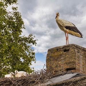 Weißstorch