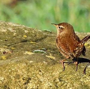 Winter Wren