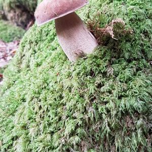 King Bolete