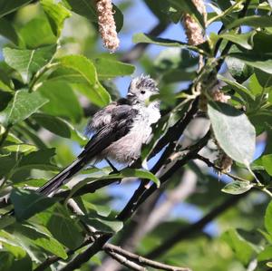 Long-tailed Tit