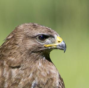 Common Buzzard