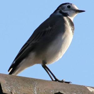 White Wagtail