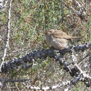 Spanish Sparrow