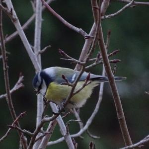 Blue Tit