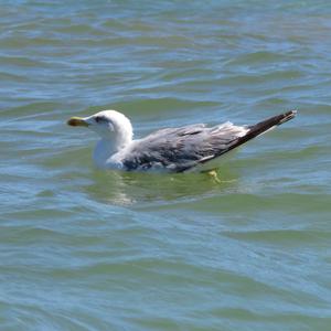 Herring Gull