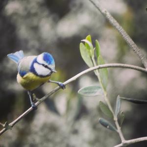 Blue Tit