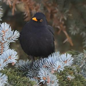 Eurasian Blackbird