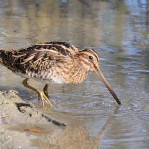 Common Snipe