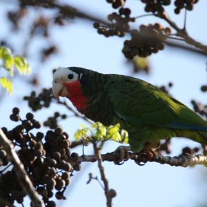 Cuban Amazon