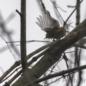 Goldcrest