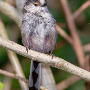 Long-tailed Tit