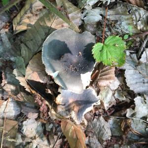 Jodoform-scented Russula