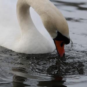 Mute Swan