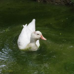 Unknown Species