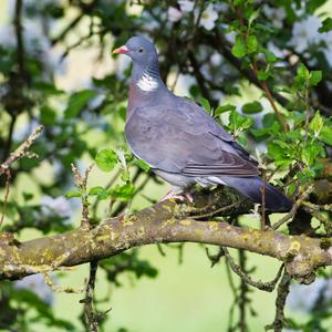 Common Wood-pigeon