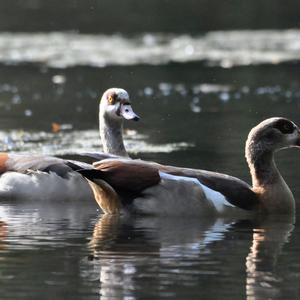 Nilgans