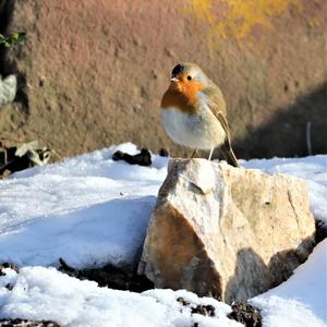 European Robin