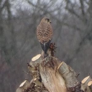 Common Kestrel