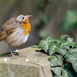 European Robin