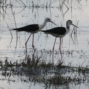 Black-winged Stilt