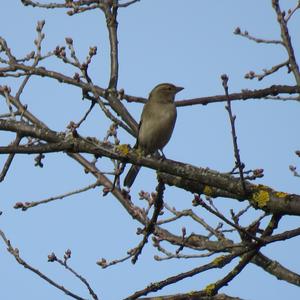 Eurasian Chaffinch