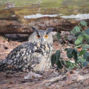 Eurasian Eagle-owl