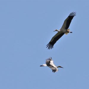 White Stork