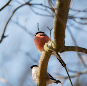 Eurasian Bullfinch