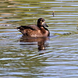 Tufted Duck