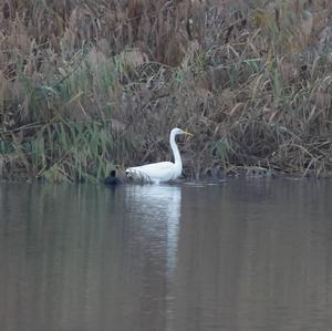 Great Egret