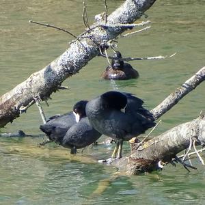 Common Coot