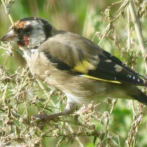 European Goldfinch