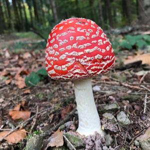 Fly Agaric