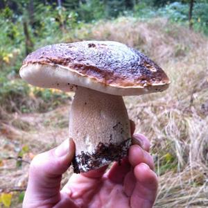 Summer Bolete