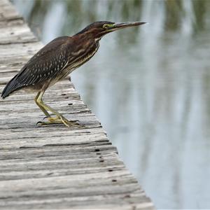 Green Heron