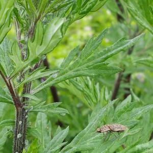 Mugwort