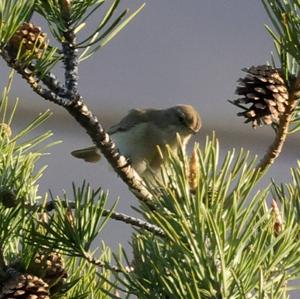 Common Chiffchaff