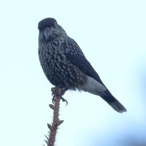 Spotted Nutcracker