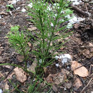 Glasswort