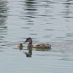 Common Merganser