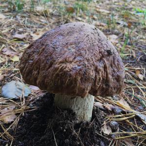 King Bolete