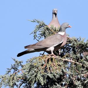 Common Wood-pigeon