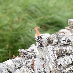 Eurasian Hoopoe