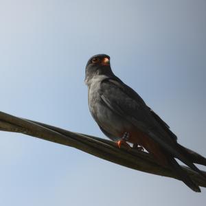 Red-footed Falcon