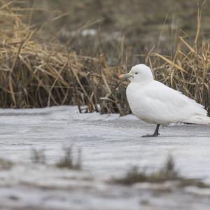 Ivory Gull