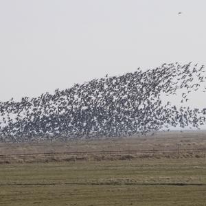 Barnacle Goose