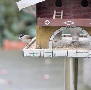 Marsh Tit