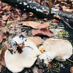 Hedgehog Fungus, Common