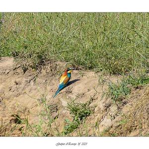 European Bee-eater