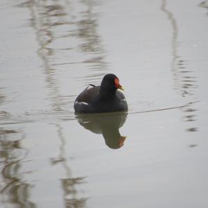 Common Moorhen